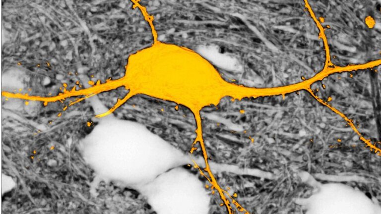 imagenacion.com fotos 1 3658 sushi medios